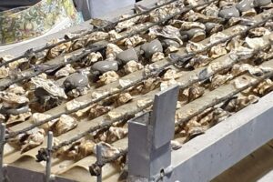 visite-exploitation-conchylicole-meze