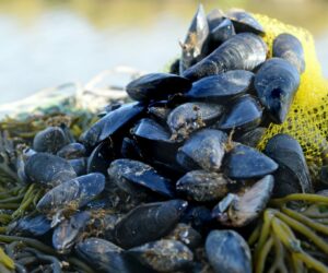 Moules-en-filet-CAUSSEL-1-1024x683