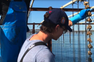 conchyliculteur-dun-jour-13